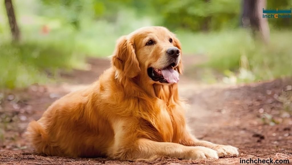 wrighs 50 pounds Medium-Sized Adult Dog