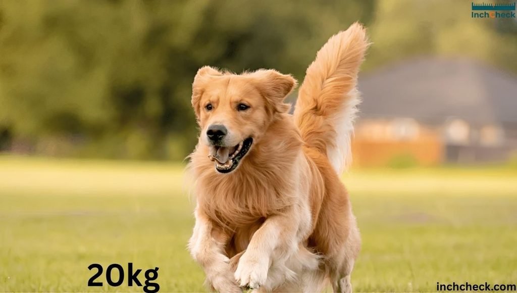 20 kilogram Medium-Sized Dog